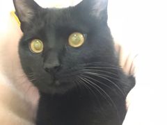 -瑞鹏宠物医院·爱宠堂(环西分院)