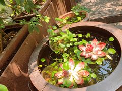 -甜阿姨·天台花园私房菜(万松园店)