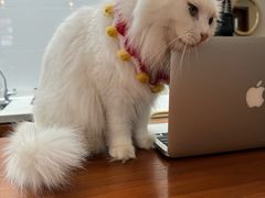 -有猫主题·治愈系猫咖(曾厝垵店)