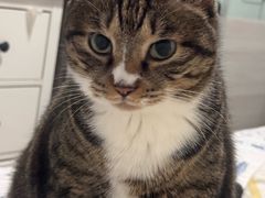 -瑞派·关忠动物医院·猫专科·犬专科(三环新城店)