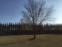 -黄海国家森林公园