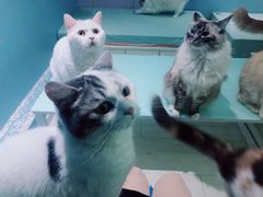 -喵的天空名猫咖啡馆·撸猫·猫舍·用品