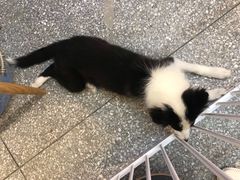-绒爪撸猫下午茶·猫咖