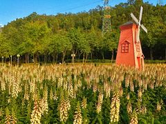 -顺峰山公园