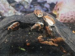 -上海大自然野生昆虫馆