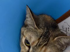 -瑞派康怡24h宠物医院·犬猫医疗中心·微创绝育(瑞景分院)