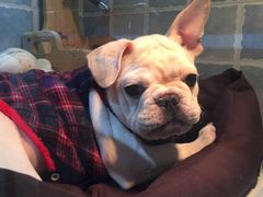 -1013 PET SHOP 宠物商店(近铁城市广场店)