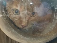 -瑞派长江宠物医院·猫科·外科·24小时夜护(谊城公寓分院)