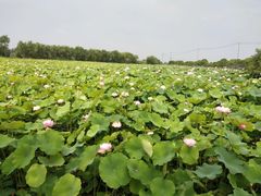 -大塘金香草谷