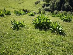 -新疆那拉提国家旅游度假区