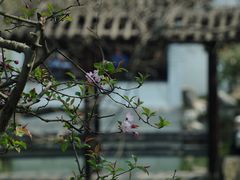 -留园