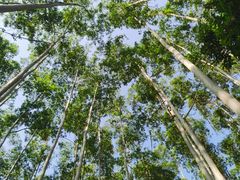 -黄埔油麻山森林公园