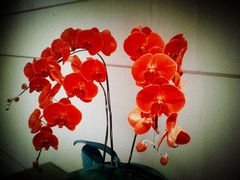 大堂蝴蝶兰-上海璞麗酒店