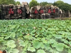 -微山湖红荷湿地景区