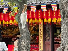 -龙华素斋(龙华路店)