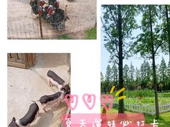 -前小桔亲子创意农场·草莓采摘·露营烧烤