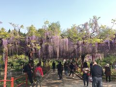 -嘉定紫藤园