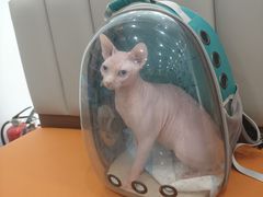 -艾贝尔宠物医院·宠保定点·超声绝育·免疫点(樱花路店)