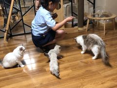 -喵屋coffee