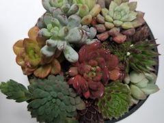 -金科花卉市场