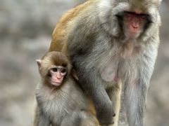 -白帝城·瞿塘峡景区