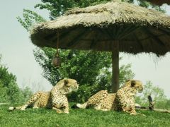 -北京野生动物园