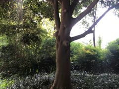 -成都市活水公园