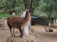 -青藏高原野生动物园