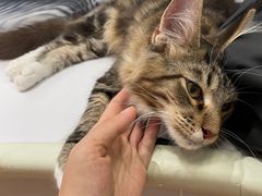 -COLOR PETS 撸猫馆·购猫·猫咖(长风大悦城店)