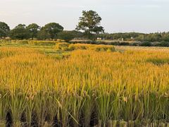 -嘉北郊野公园