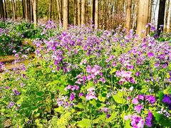 -上海共青森林公园