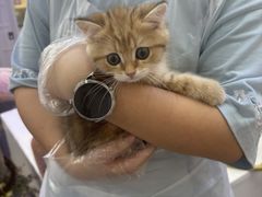 -小猫来了·猫咪专售(红山六九七九店)