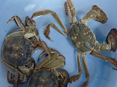 -阳澄湖大闸蟹·琼灵阁牌品牌连锁(吴中总店)