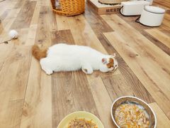 -袖虎·猫馆(体育西路店)