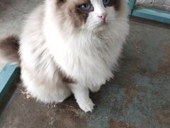 -喵屿·大理花园猫咖