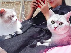 -绒爪撸猫下午茶·猫咖