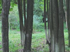 -重庆园博园