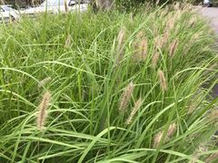 -白鹭湾湿地公园