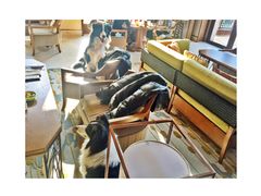 早餐宠物区-上海崇明金茂凯悦酒店