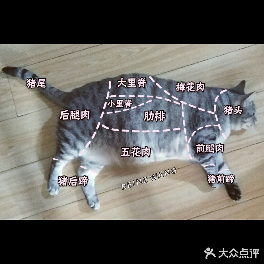 在家撸猫猫肉分割图庖丁解猫