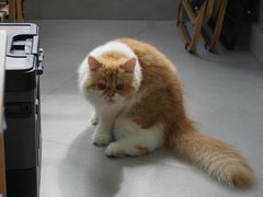 -Heymao猫咖.咖啡厅(东门店)