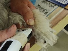 -瑞鹏宠物医院·宠保定点·心脏科·内科(御桥分院)