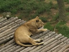 -西霞口神雕山野生动物世界