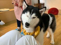 -Husky Go! 哈士奇体验馆·宠物咖啡厅狗咖