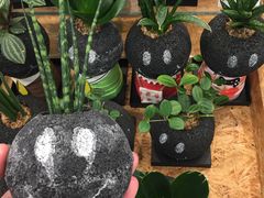 -韵秋荷(宝山龙湖天街店)