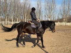 -北京群众马术培训基地