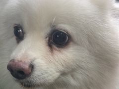 -酷狗靓猫宠物·洗护·美容·寄养(航北路店)