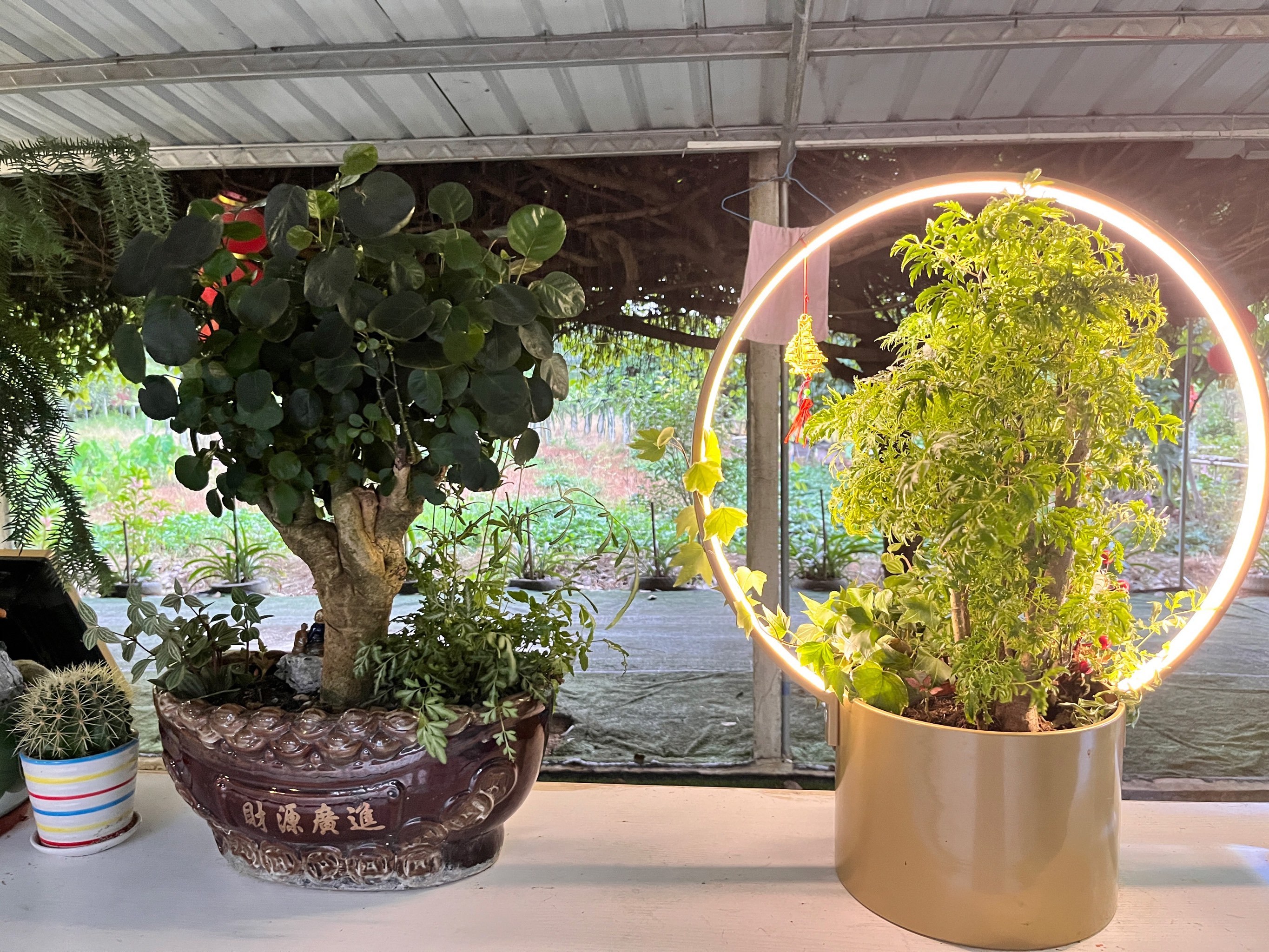 台山水步禾雀花农庄