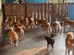 -柴犬高等学院·狗咖·柴犬售卖·宠物训练