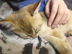 -pd派德宠物中心医院24H急重症·眼科中心·血液透析中心(嵩山北路店)